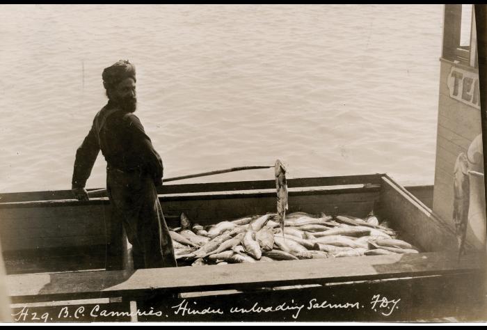 Imperial Cannery - unloading fish