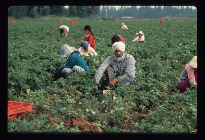 [Photo of South Asian strawberry pickers in the Fraser Valley, BC]