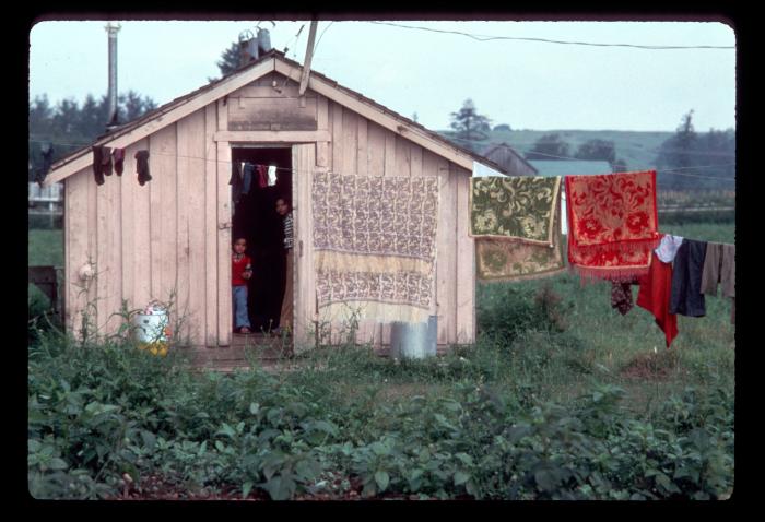 [Photo of farmworkers' cabins in the Fraser Valley, BC]