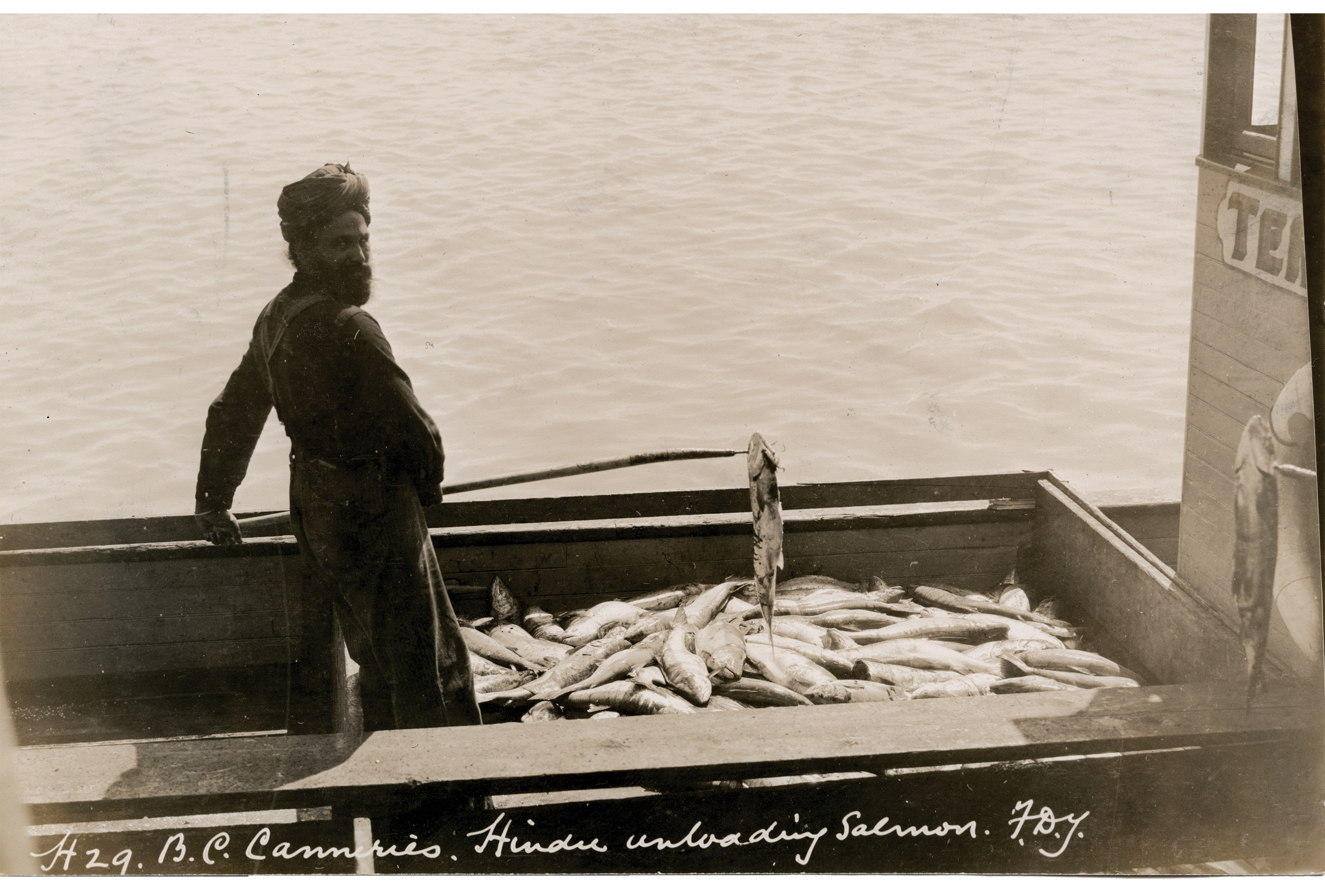 Unloading fish, Imperial Cannery
