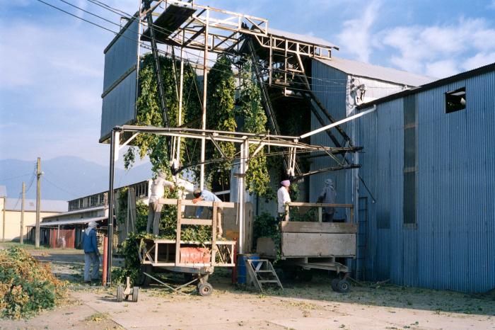 [Photo of farm workers attaching hop vines to overhead conveyor, Chilliwack, BC]