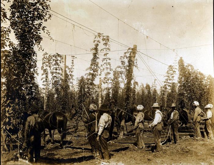 [Group photo of farm workers harvesting hops, Chilliwack, BC]