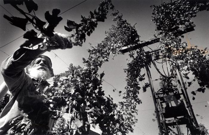 [Photo of hop farm workers attaching cut viness to an overhead conveyor, Chilliwack, BC]