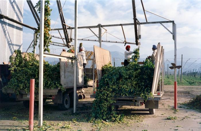 [Photo of farm workers attaching hop vines to overhead conveyor, Chilliwack, BC]
