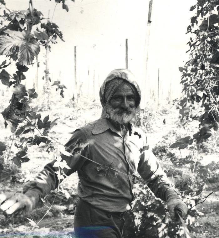 [Photo of a Sikh man in a hop farm, Chilliwack, BC]