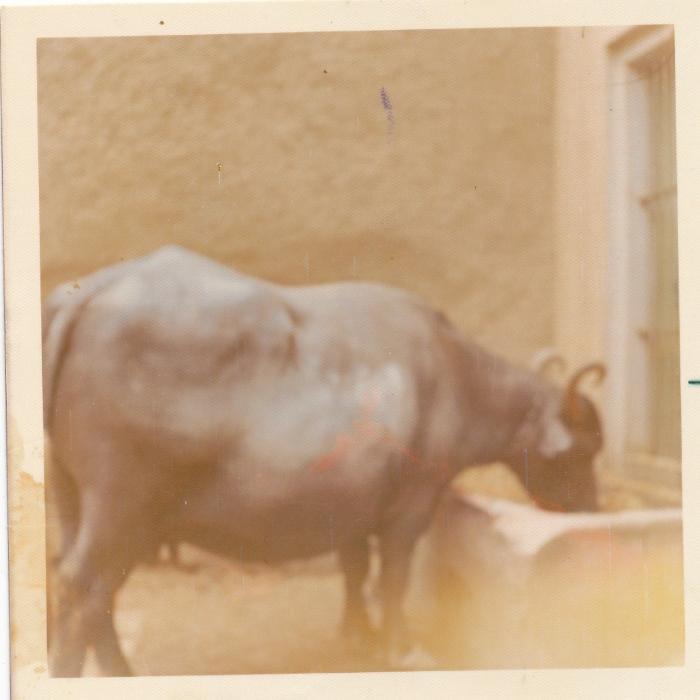 [Photo of a water buffalo]