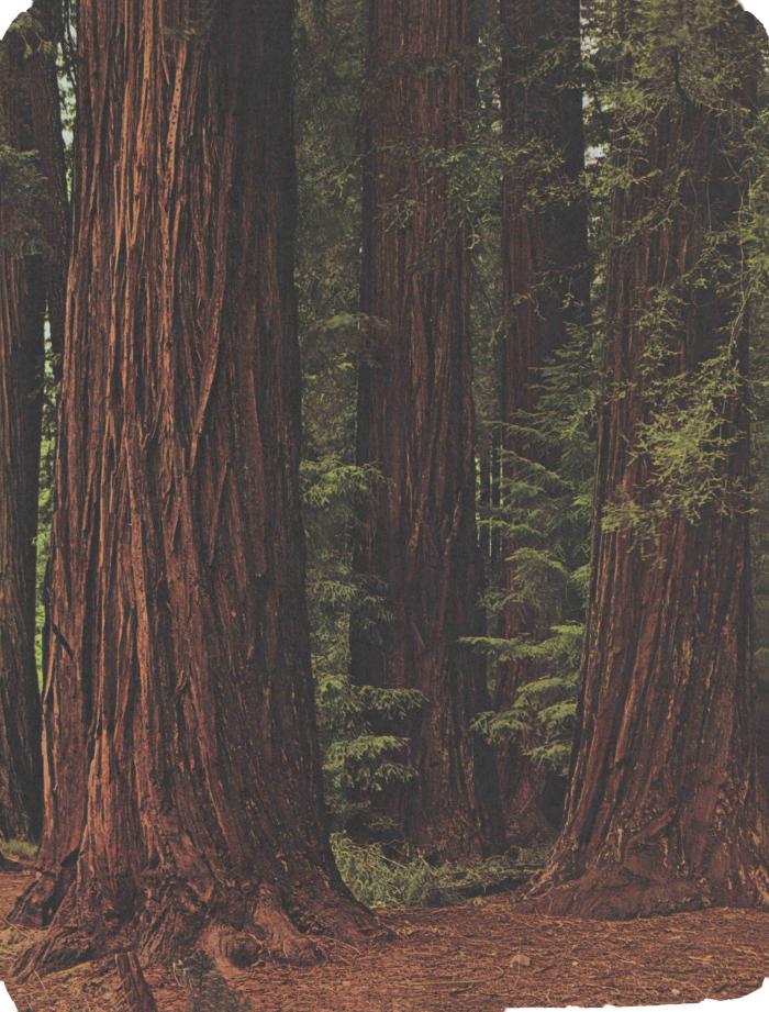 [Photo of sequoia trees]