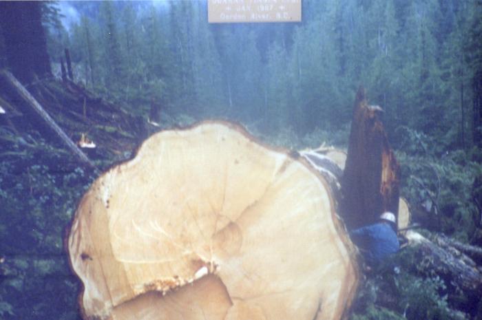 [Photo of an unidentified Doman Industries lumber worker and a large felled tree in Gordon River, B.C.]