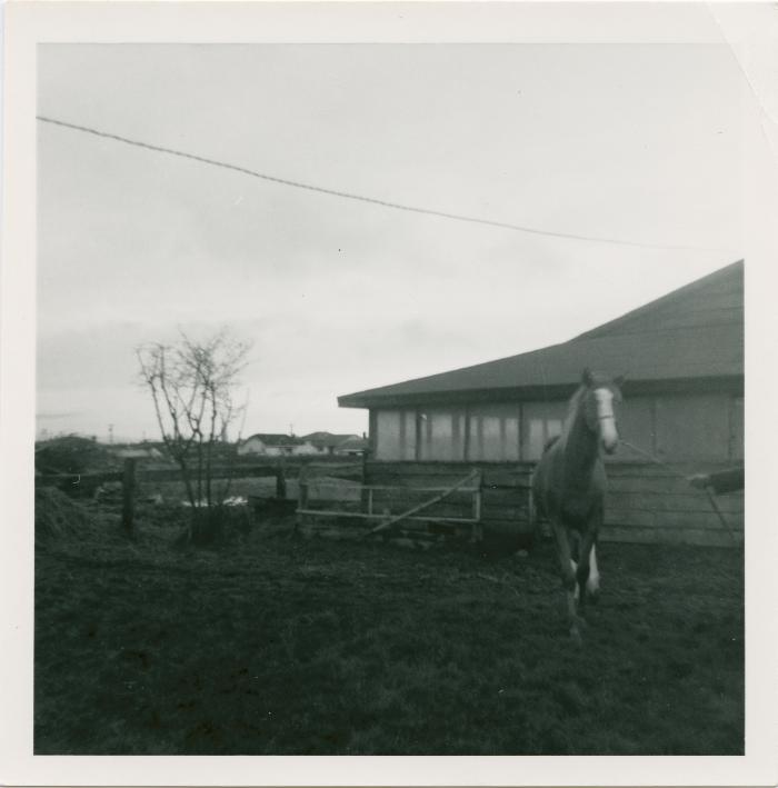 [Photo of a horse on the Lansdowne Road family stable in Richmond, BC, circa 1960s - 1970s]