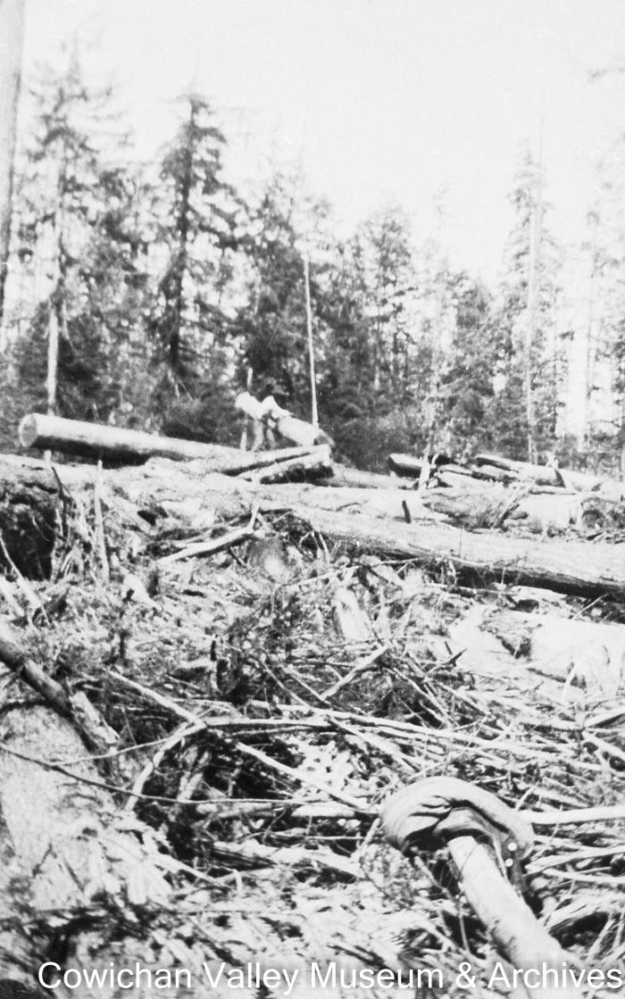 [Piles of logs and branches]